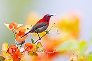 sunbird with brownish body, bright red head, throat, and upper back, and blue forehead