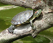 Vue complète de Trachemys scripta elegans.