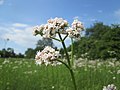 V. officinalis em Heidelberg Alemanha