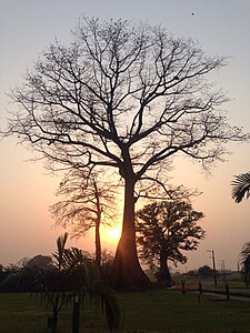 A Tree in Ada