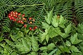 Actaea rubra