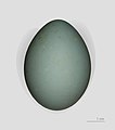 Egg of little egret