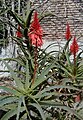 Aloe arborescens (A.candelabro)