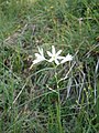 Anthericum liliago