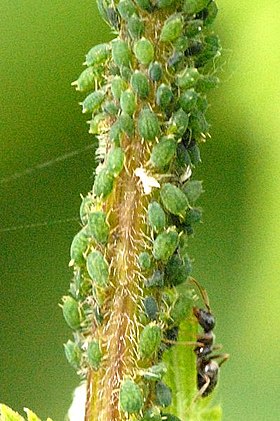 Aphis urticata