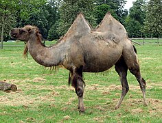 Photographie d'un chameau au pelage court, avec seulement quelques longs poils sous le cou.