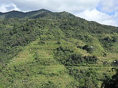 Banaue Rice Terraces hill 01