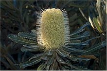 A pale yellow flowerhead nestles among green foliage