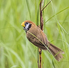 Черногорлая сутора (Paradoxornis flavirostris)