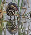 Black bittern with frog catch at Chilika, Odisha