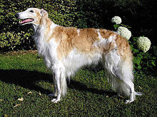 Chien blanc et beige au museau allongé.