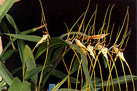 Brassia arcuigera