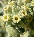 Buddleja utahensis