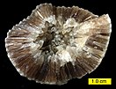 Calcite crystals inside a test of the cystoid Echinosphaerites aurantium (Middle Ordovician, northeastern Estonia)