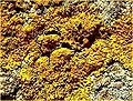 Xanthoria elegans