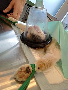 Le haut d'un corps de chat, allongé sur une table de chirurgie en métal, avec un masque cônique relié à un tuyau qui lui délibre du gaz anesthésiant. Le chat est attaché par les pattes à la table pour l'intervention.