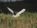 Cinereous harrier