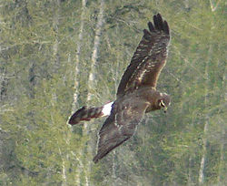 Sinisuohaukka (Circus cyaneus)