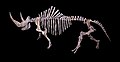Woolly rhinoceros complete skeleton of Pleistocene age – 370, 000 to 10, 000 years ago
