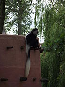 Colobus guereza.