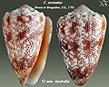 Conus arenatus Hwass in Bruguière, J.G., 1792