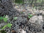 Coprinus disseminatus; commonly known as "fairy inkcap" or "trooping crumble cap”