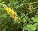 Crotalaria mucronata