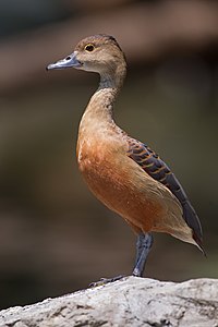 Lesser whistling duck, by JJ Harrison