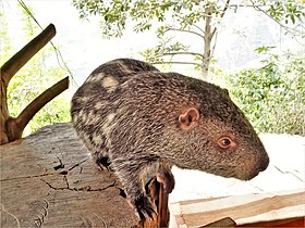 Pacarana fotografada na Amazônia peruana.