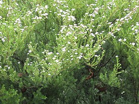 Diosma ericoides