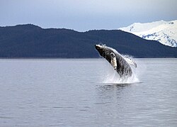 A whale in Berners Bay