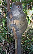 Gray lemur