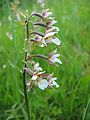 Inflorescence