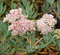 Eriogonum arborescens