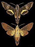 Eupyrrhoglossum