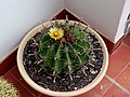 As an ornamental cactus