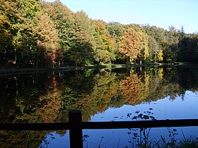 Image illustrative de l’article Forêt de Bellême