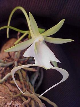 Dendrophylax lindenii