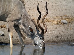 Greater kudu, Namibia.