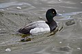 Greater scaup