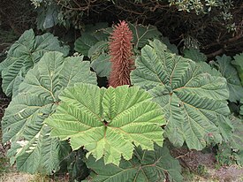 Gunnera insignis