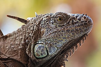 Portrait d'un iguane vert à Acapulco (Mexique), mai 2019.