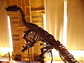 Iguanodon skeleton