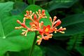 Bracts and blooms of J. podagrica.