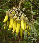 Large-leaved kōwhai flowers