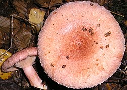 Lactarius torminosus.