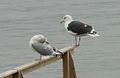 Larus marinus and Larus argentatus together, Øresund