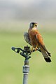 Lesser Kestrel from Fujeirah