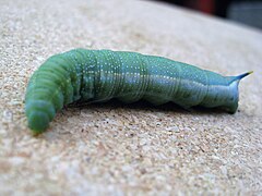 Larva of same, Hampshire, UK, while on prepupational walkabout