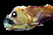 The Sloane's viperfish can make nightly migrations from bathypelagic depths to near surface waters.[53]